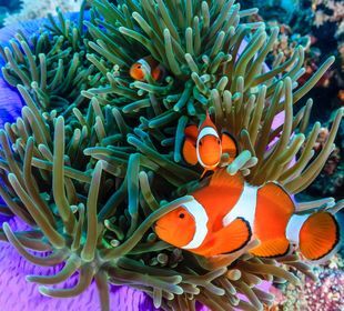 Discovering the Red Sea: A Jewel of Nature and History
