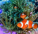 Discovering the Red Sea: A Jewel of Nature and History